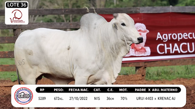 Lote LOTE 36