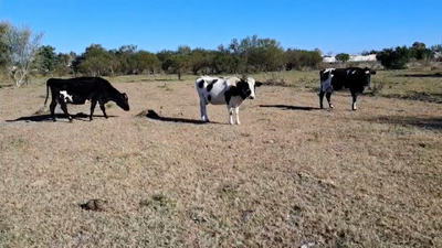 Lote VACAS HOLANDO