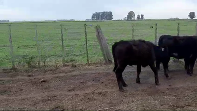 Lote 3 Terneras ANGUS 265kg -  en RUTA 50