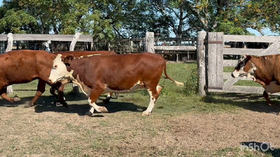 Lote 25 Vacas de invernar