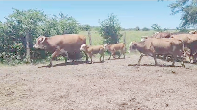 Lote 36 Vacas CUT con cría en Saladas, Corrientes