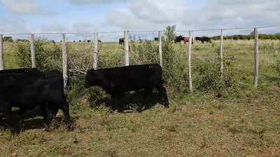 Lote Lote 4