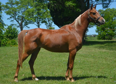 Lote MERIT HLM