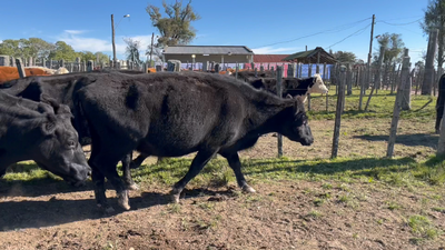 Lote 5 Vacas de Invernada