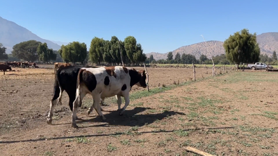 Lote 30 Novillo Gordo en Paine, Región Metropolitana