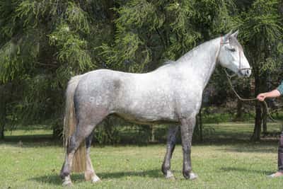 Lote Yubely Sueño Del Silencio