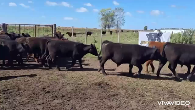 Lote 60 Terneros