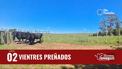 Lote Vientres Preñados