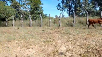 Lote 16 Terneros/as