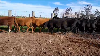 Lote (Vendido)16 Terneros 10 AA,  3 RA,  3 CRUZAS CARNICERAS 275kg -  en BALTASAR BRUM