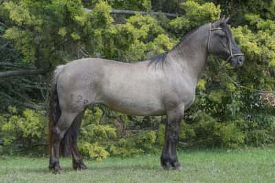 Lote Yubely Eufemia