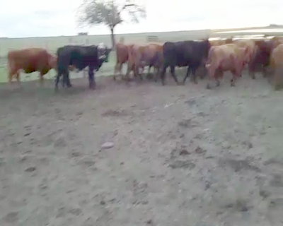 Lote 27 Vacas CUT preñadas en Olavarría, Buenos Aires