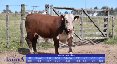 Lote Lote 21 - Toros PI 2 AÑOS