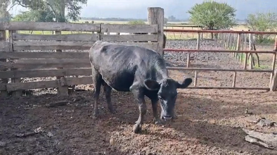 Lote VACAS