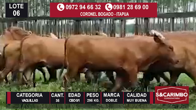 Lote 35 Vaquillas Cbo.0/1