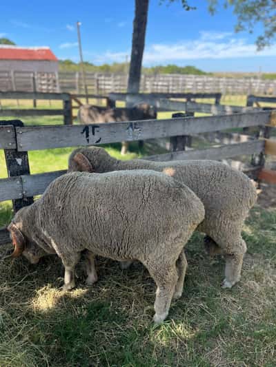 Lote RINCON MERINO