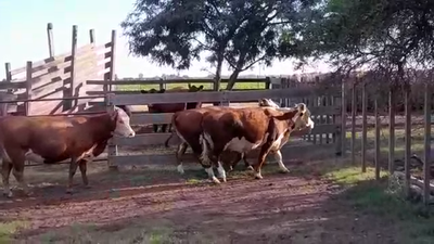 Lote 3 Vacas Preñadas