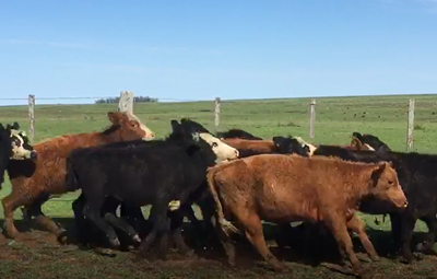 Lote 20 terneras cruza angus/hereford