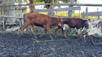 Lote TERNERAS