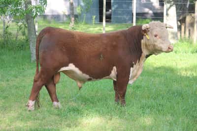 Lote PEDIGREE DE 2 AÑOS