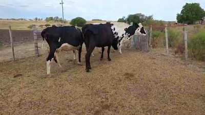 Lote 4 Vacas de Invernada Cruza en Carreta Quedada