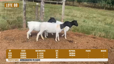 Lote LOTE 88