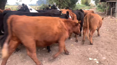 Lote 20 Vaquilla Engorda en Talca, VII  Región Maule
