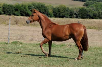 Lote Catalana Faceira VI
