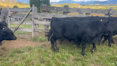 Lote 29 Ternero en Coyhaique, XI Región Aysén