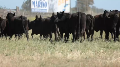 Lote 17 Vacas nuevas Preñadas en Dolores, Buenos Aires