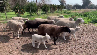Lote (Vendido)37 Ovejas MILCHAF X TEXEL 60kg - , Colonia