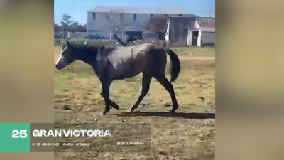 Lote Lote 25