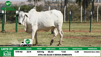 Lote Lote 27