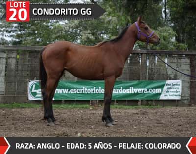 Lote CONDORITO GG