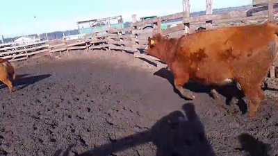 Lote 20 Vaquilla Gorda en Cabrero, VIII Región Biobío