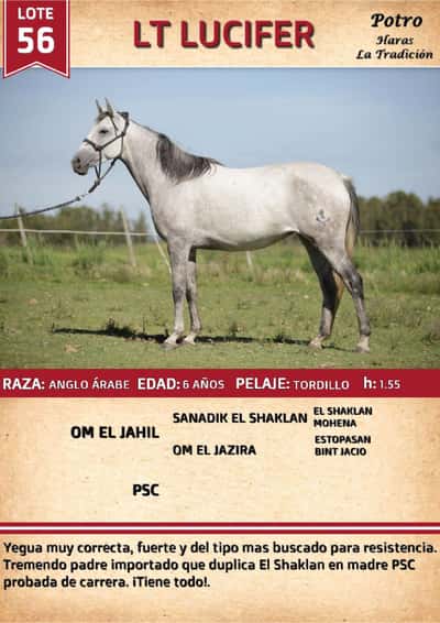 Lote LT LUCIFER