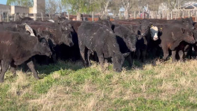 Lote 110 Terneros