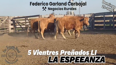 Lote VACAS PREÑADAS