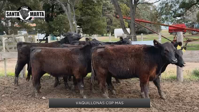 Lote Vaquillonas CGP MAS