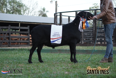 Lote Nacional Santa Inés Bozal - Lote 44