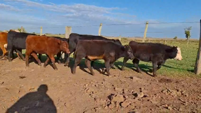 Lote TERNERAS