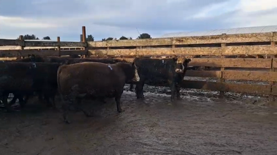 Lote 20 Novillo Gordo en Los Ángeles, VIII Región Biobío