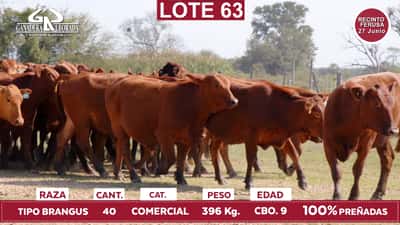 Lote Reproductores de Alborada - Lote 63