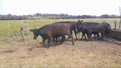Lote VACAS ENTORADAS