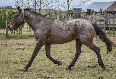 Lote DUNGUERO MOLLES