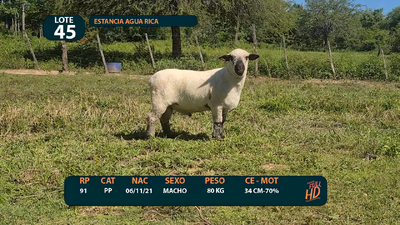 Lote LOTE 45