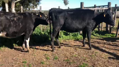 Lote 2 Vaquillonas  Negras Holando 400kg -  en Coronilla