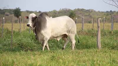 Lote LOTE 25