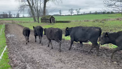 Lote 53 Vaquilla Engorda en Puerto Varas, X Región Los Lagos