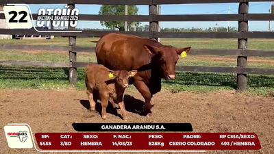 Lote LOTE 22